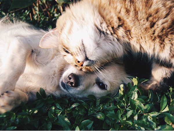 Curso Formativo: Nutrición y dietética para perros y gatos