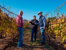 Bodegas Linaje del Pago - El Sauzal