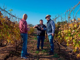Bodegas Linaje del Pago - El Sauzal