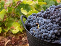 Bodegas Linaje del Pago - El Sauzal