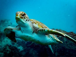 Thalassa Buceo - Los Abrigos