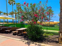 El Coque Surf Café - Playa de Las Américas