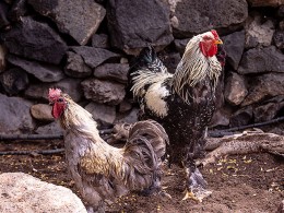 La Cueva Caprichosa - Barranco Grande