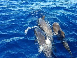 Soul¨s Maritime Club - Las Galletas