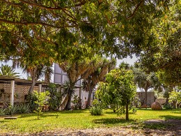 El Perenquén Glotón - Güímar