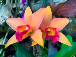 Café Orquídea - Puerto de la Cruz