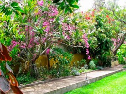 Café Orquídea - Puerto de la Cruz