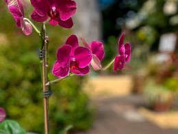 Café Orquídea - Puerto de la Cruz