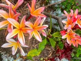 Café Orquídea - Puerto de la Cruz