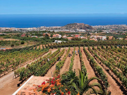 Bodegas Tajinaste - La Orotava