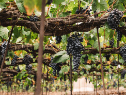 Bodegas Tajinaste - La Orotava