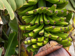 Guachinche El Talegazo - La Orotava