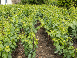 Guachinche El Talegazo - La Orotava