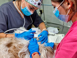 Clínica Veterinaria Tacoronte - Tacoronte