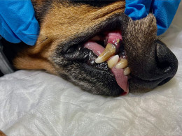 Clínica Veterinaria Tacoronte - Tacoronte