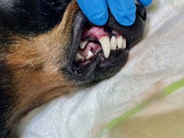 Clínica Veterinaria Tacoronte - Tacoronte