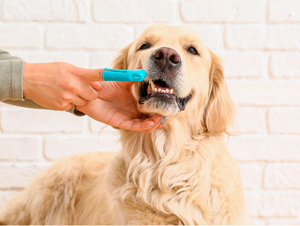 Limpieza bucal para perros en Tacoronte