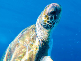 Adventure Time - Palm-Mar