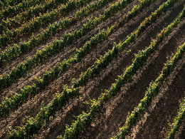 Bodegas Reverón - Vilaflor