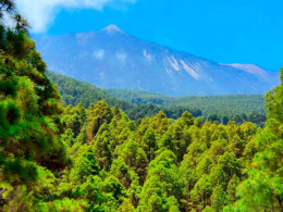 Monte Frío - Los Realejos