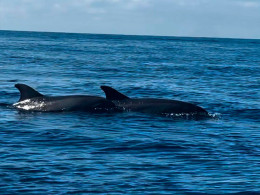 3 Horas de navegación privada Luxury con productos Gourmet y avistamiento de cetáceos