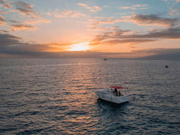 3 Horas de navegación privada Luxury con productos Gourmet y avistamiento de cetáceos