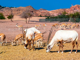 Tourismile - Tenerife