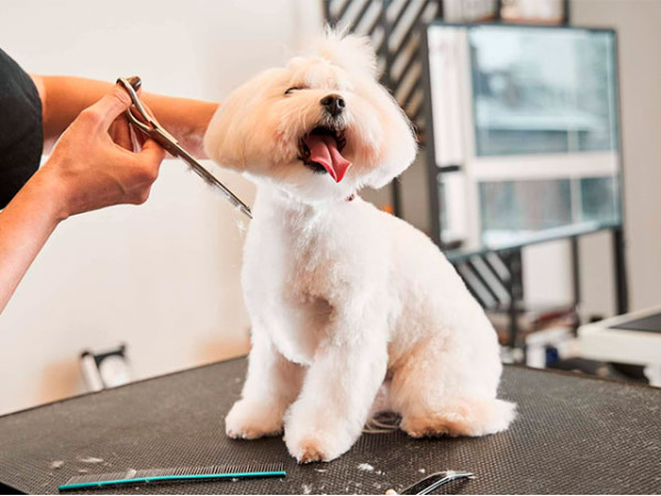 Sesión completa de peluquería canina en Santa Cruz