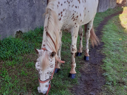 Equinos Avena y Calor - La Laguna 