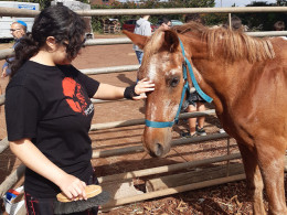 Equinos Avena y Calor - La Laguna 