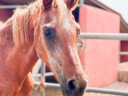 Equinos Avena y Calor - La Laguna 