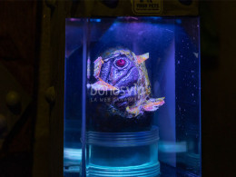 Guarida del Pirata - Los Realejos