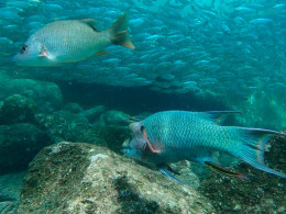 Iniciación al buceo o Curso de Open Water con certificado internacional 