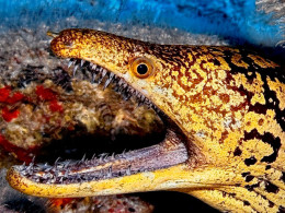 Iniciación al buceo o Curso de Open Water con certificado internacional 