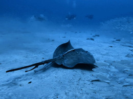 Iniciación al buceo o Curso de Open Water con certificado internacional 