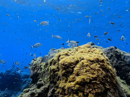 La Tribu Dive - El Médano 