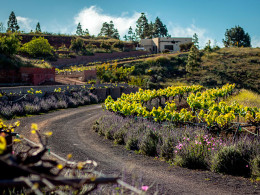 Finca Tres Roques - Vilaflor