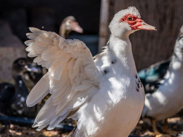 Finca Tres Roques - Vilaflor