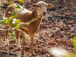 Finca Tres Roques - Vilaflor