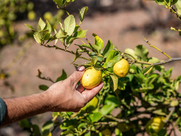 Finca Tres Roques - Vilaflor