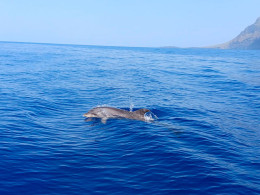 Sea Safari Tenerife - Playa las Américas