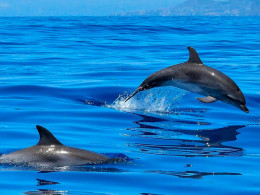 Sea Safari Tenerife - Playa las Américas