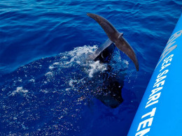 Excursión en barco con avistamiento de cetáceos + picoteo 