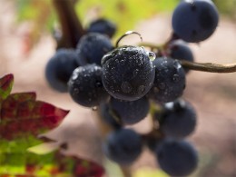 Bodegas Reverón - Vilaflor