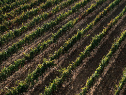 Bodegas Reverón - Vilaflor