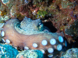 Bautismo de buceo con salida en barco desde Puerto Colón