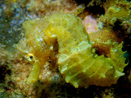Scuba Point Diving Tenerife