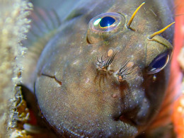 Scuba Point Diving Tenerife