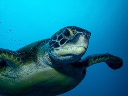 Scuba Point Diving Tenerife