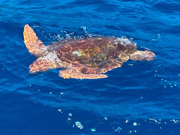 Avistamiento de cetáceos de 2 o 3 horas con comida y bebida